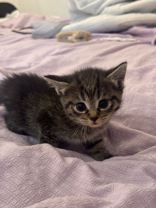 Отдам бесплатно котят