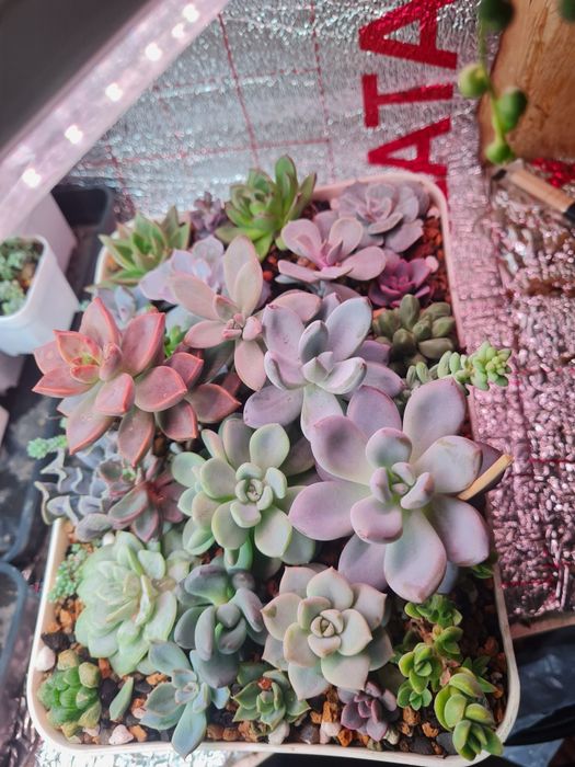 Суккуленты,цветы домашние