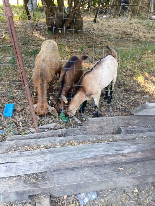 De vânzare 3 bucăți