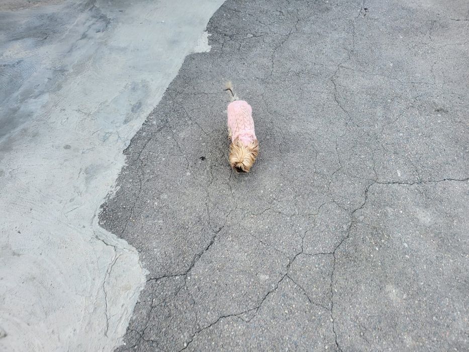 Продам собачку Тэка