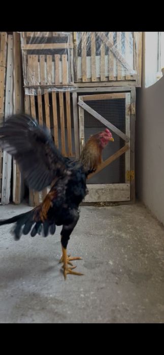 Қаны таза бойцовый