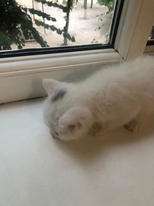 Отдадим котенка
