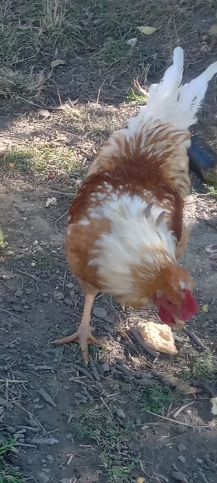 Продам петухов,3500