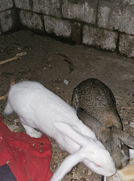Vând 2 iepuri mascul si femelă