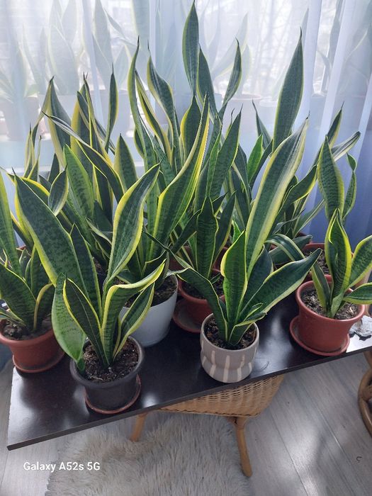 Vindem Sansevieria, plantă ornamentală de apartament