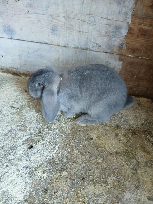 Vând masculi Berbec German!