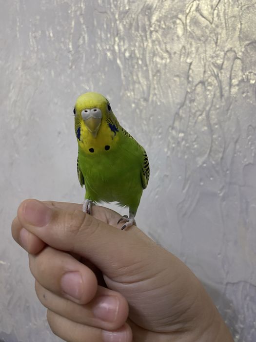 Продаются пара волнистых попугаев