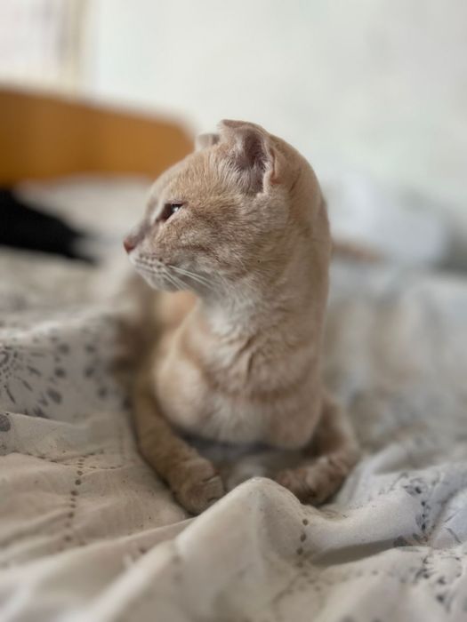 Вислоухая кошечка, отдам