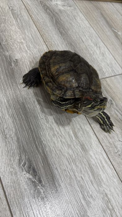 Отдам черепаху в добрые руки