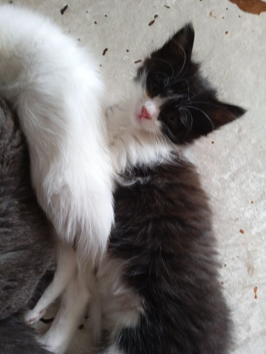 Отдам даром котят