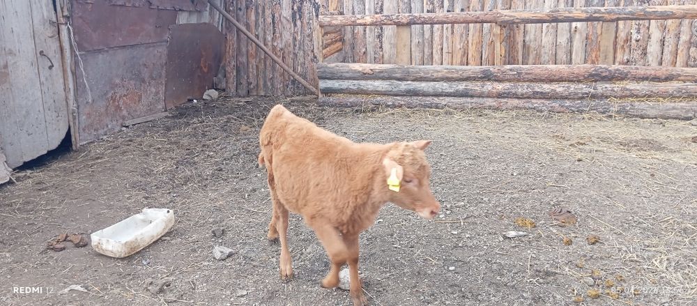 Продам телят.        .