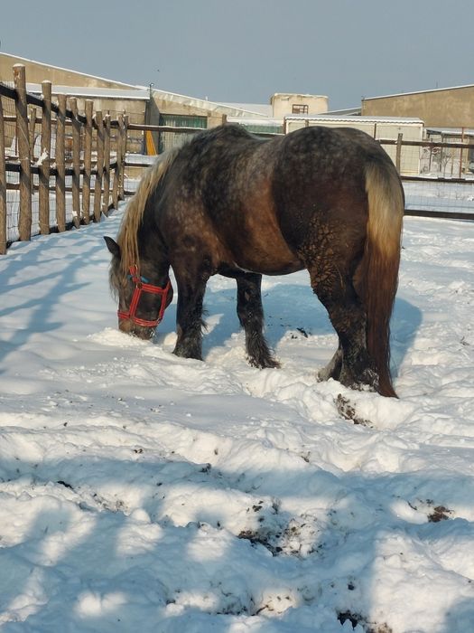 Vand armasar sur de 3 ani