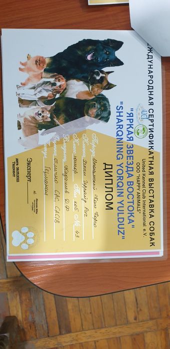 Продаётся щенок кане корсо итальянская