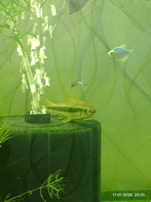 Сиамский водорослеед