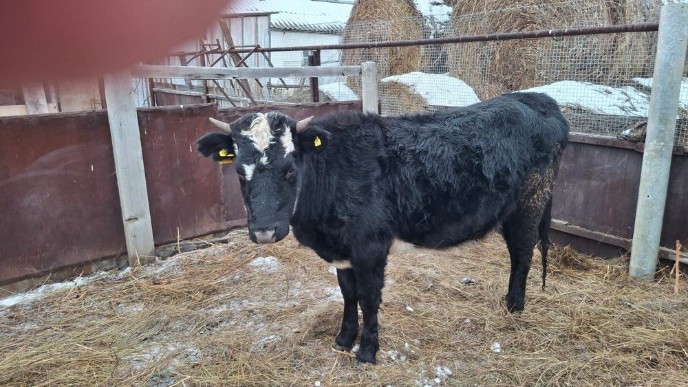 Телочка черно-пестрая