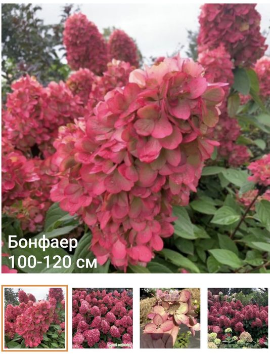 Гортензия метельчатая черенки