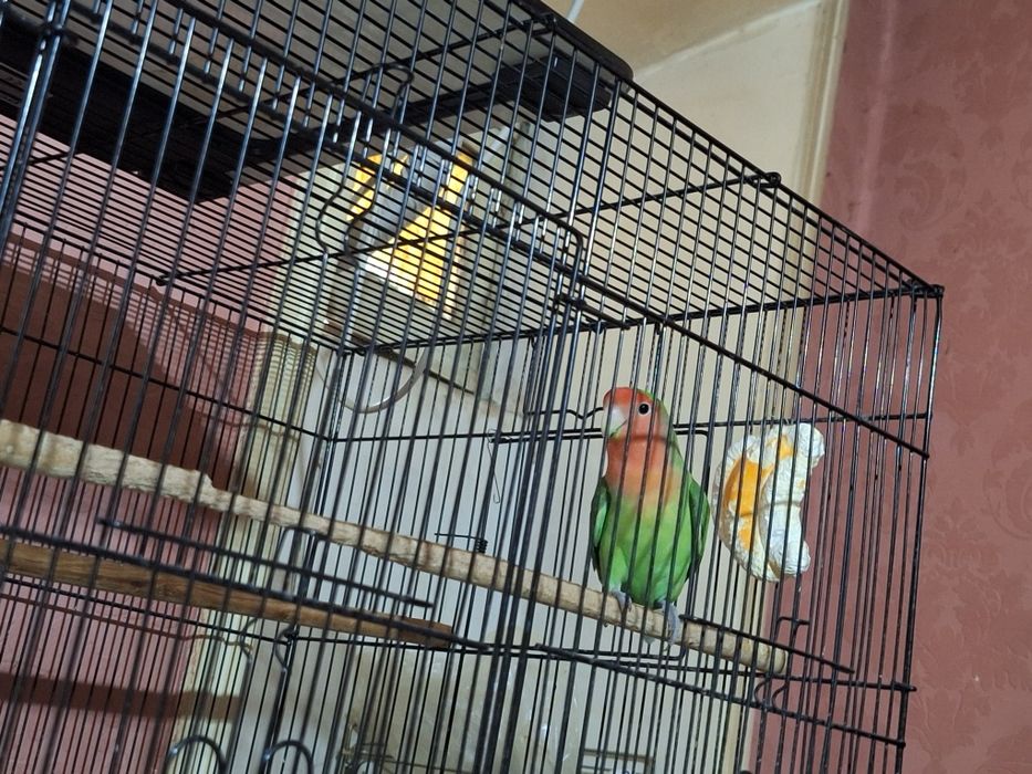 Продаётся попугай