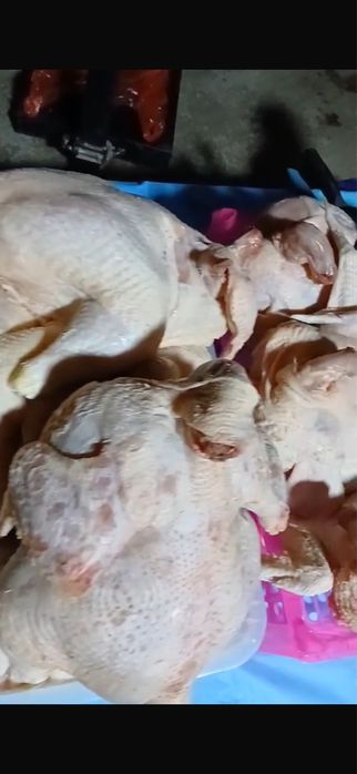 Куры бройлер домащние