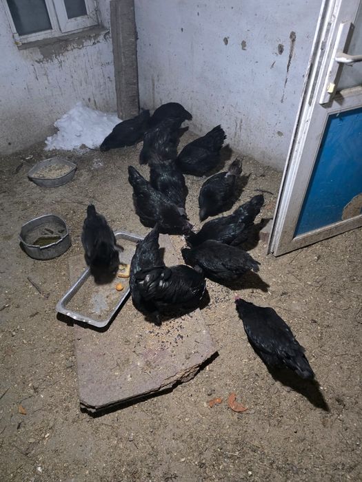 Продам петухов и курей .