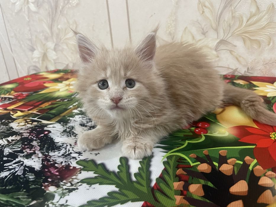 Продаются котята мейн-кун