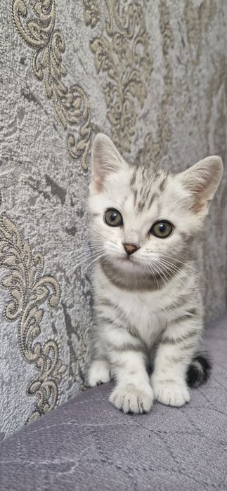 Шотландская Скоттиш Страйт