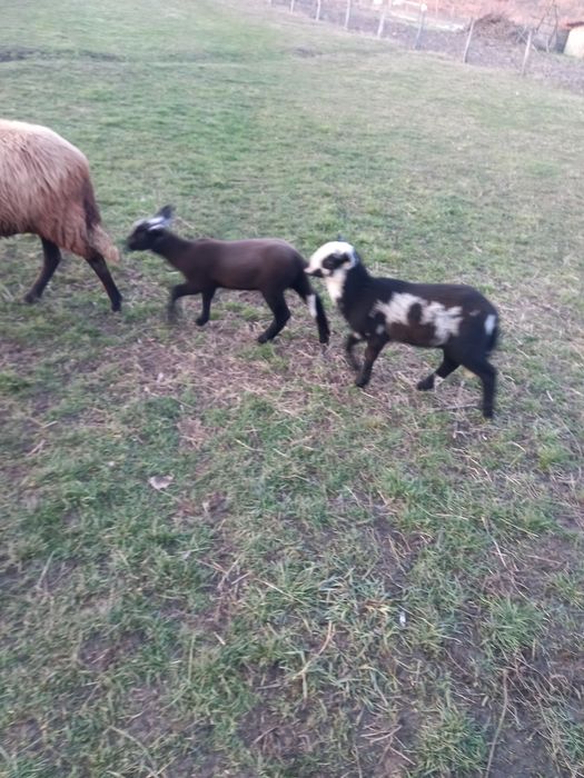 Oi carabase, bergamese