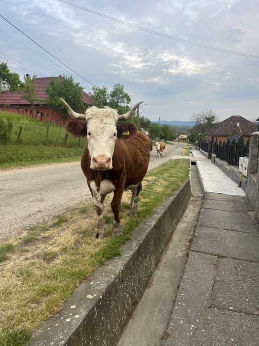Vand vaca baltata romaneasca