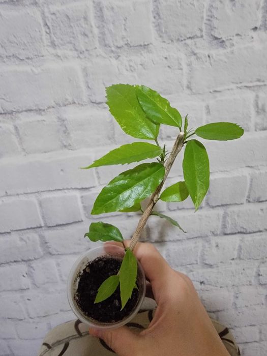 Комнатные цветы. Гибискусы.