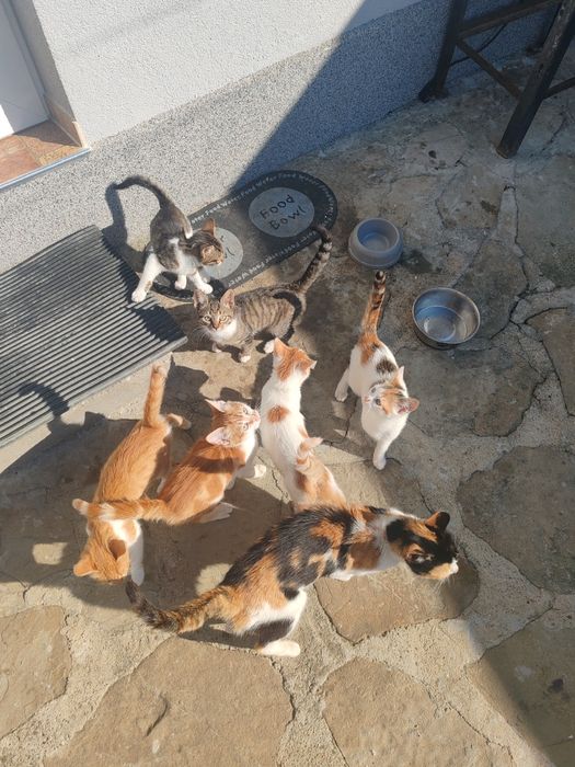 Малки сладки котенца, търсят своя нов Дом. Котенцата са на 3-4 месеца. Намират се в гр. Килифарево