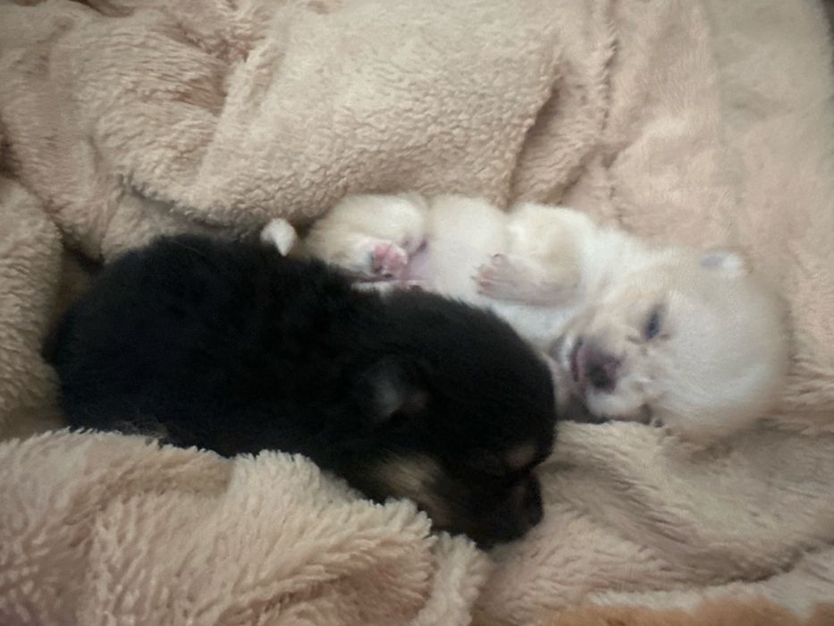 Щенята породы шпиц