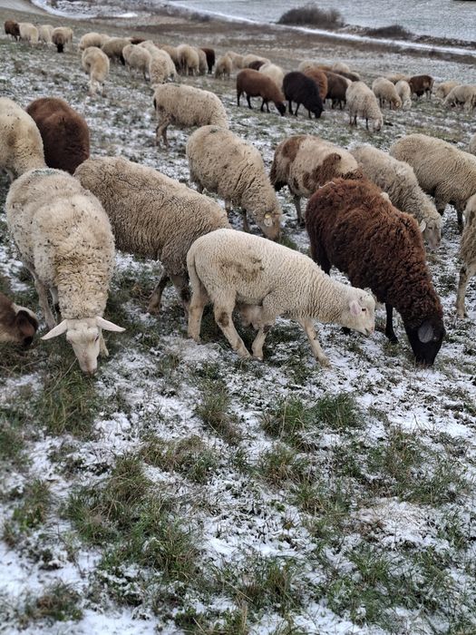 Miei de lapte de vânzare