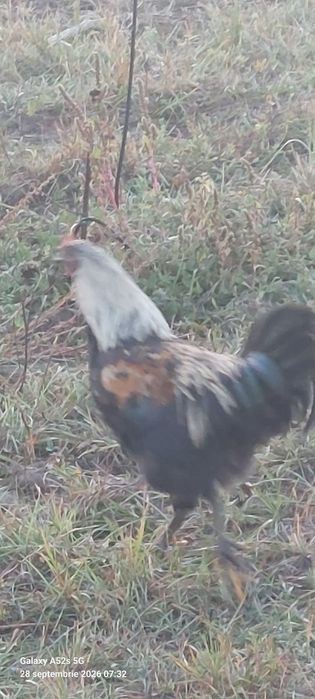 1Cucos  australop +2:metis