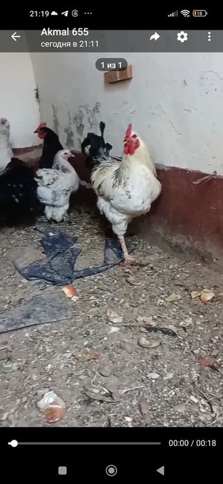 Товук сотилади дакан макион 12 та килган Хар хил парода