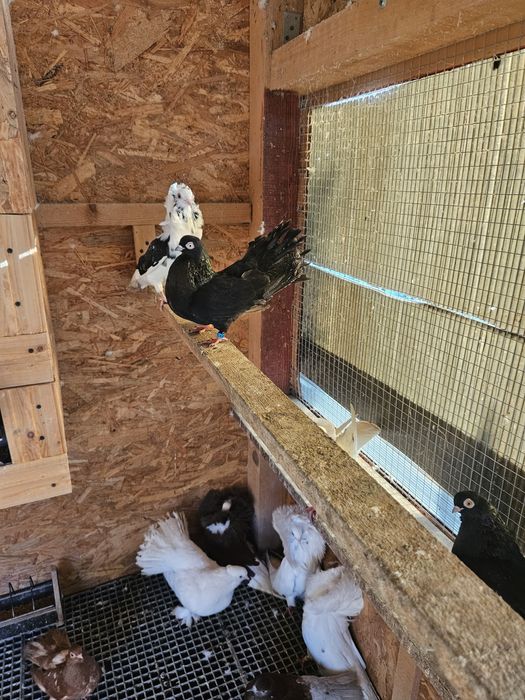 Vand  Porumbei generații 2024 si 2025  intre 30 si 80  lei bucata