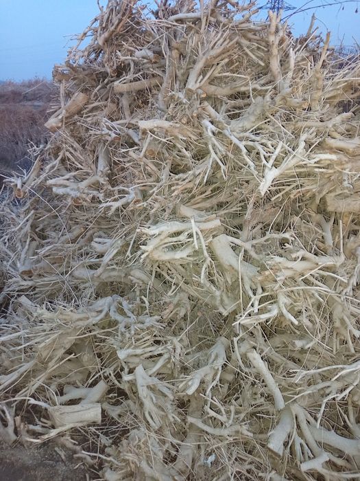 Tut va Oʻrik (Zaldori) daraxti oʻtini bor