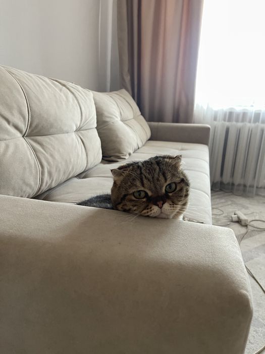 Отдам кота бесплатно