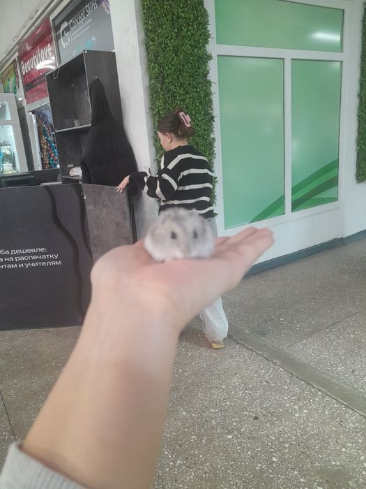 Кореллы волнистые кролики