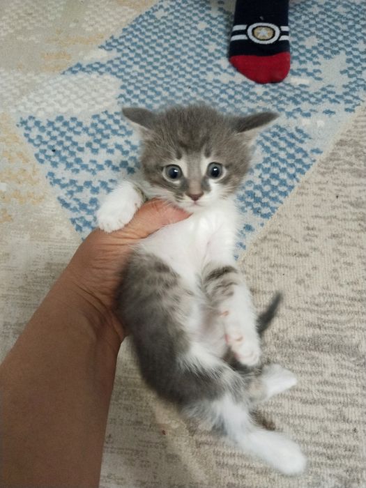 Отдам даром котят