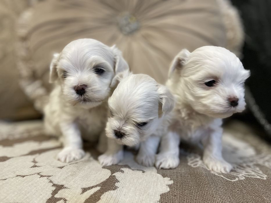 Лучший подарочек это «Я».