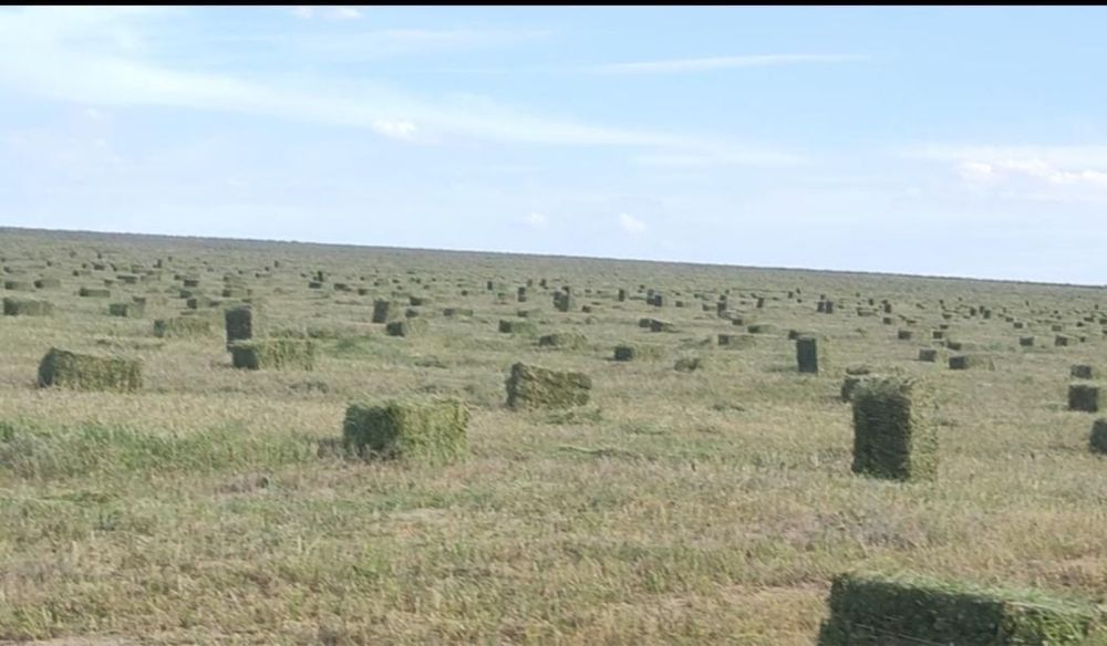 Продам сено(клевер,жонышка)в тюках: 1 000 тг. - Прочие товары для дома ...