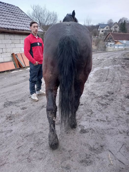 Cal de 8 ani de vanzare