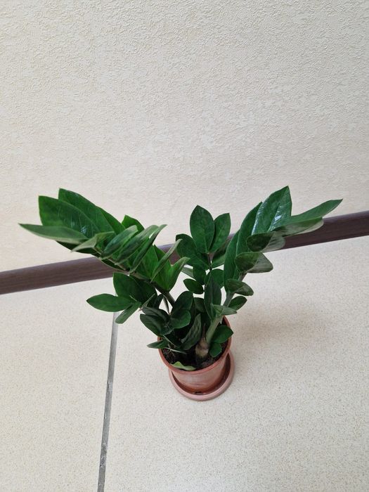 Продам комнатные цветы