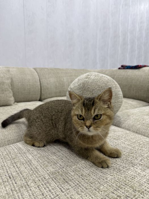 Британские шиншила келишилади