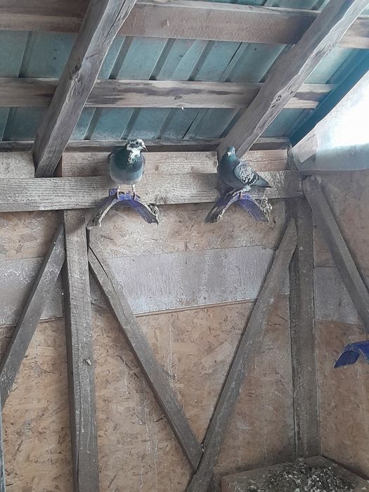 Vând porumbei voiajori