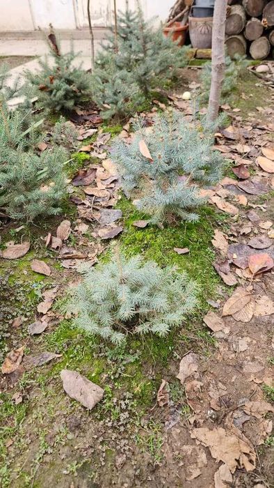 Спешите! Нужно пересаживать ель ЗИМОЙ а не ВЕСНОЙ