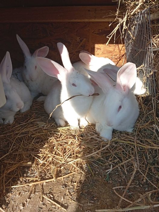 Vând iepurași albi