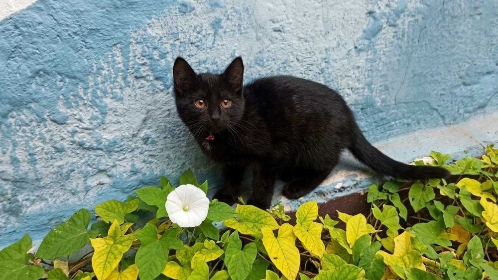 Продаются котята скоттиш страйт, мальчик и девочка