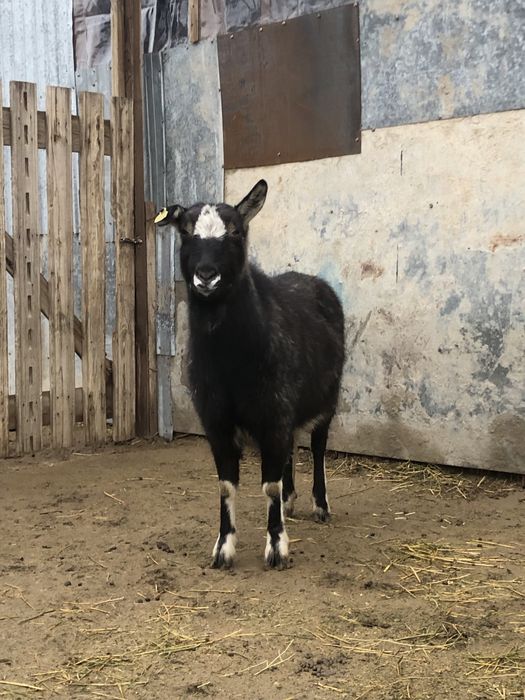 Занен/альпы шатыс буаз ешкі