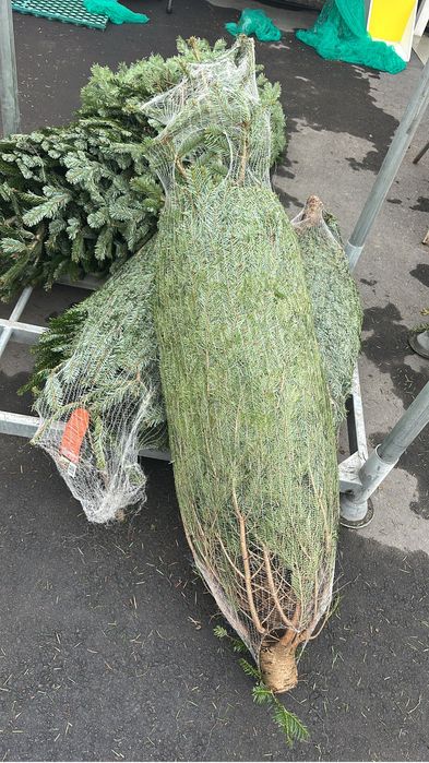 Пихта нордмана доставка