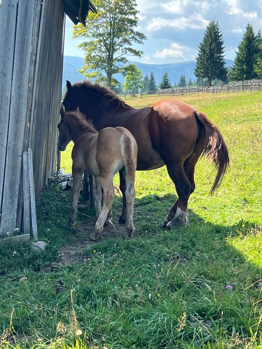Vând iapă grea cu mânză de 3 luni